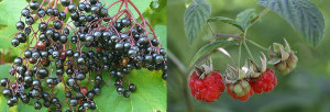 Domestic faunal remains similar to those found at the Royall House – representing basic New England farm fare. Both elderberry (left) and raspberry seeds recovered from the Royall House Slave Quarters deposits.